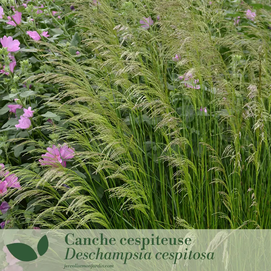 Panache de rose et violet : un jardin tout en douceur et contraste