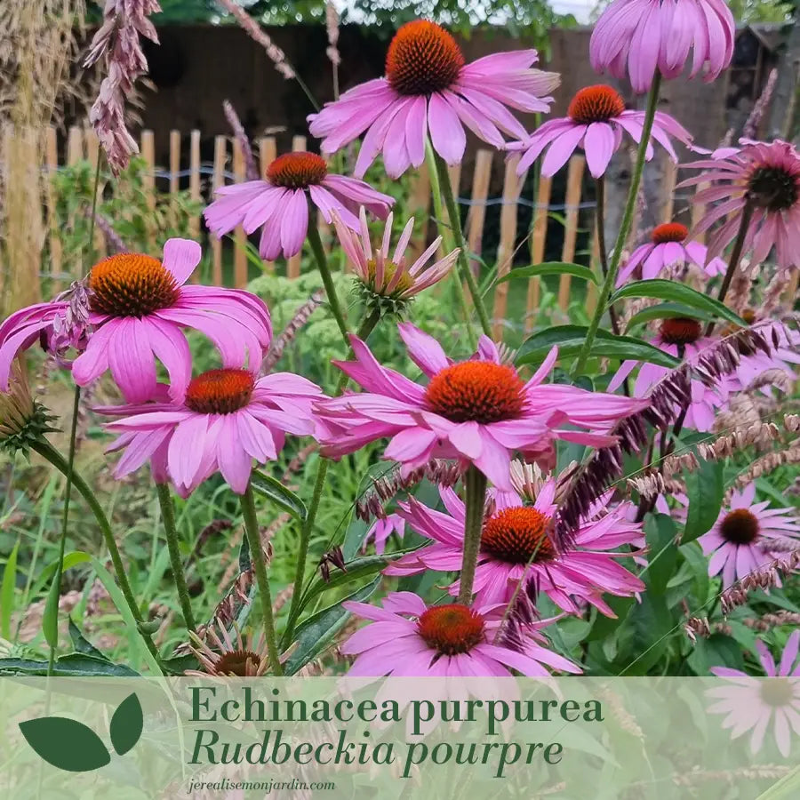 Panache de rose et violet : un jardin tout en douceur et contraste