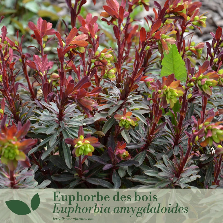 Un jardin dâombre sur votre terrasse