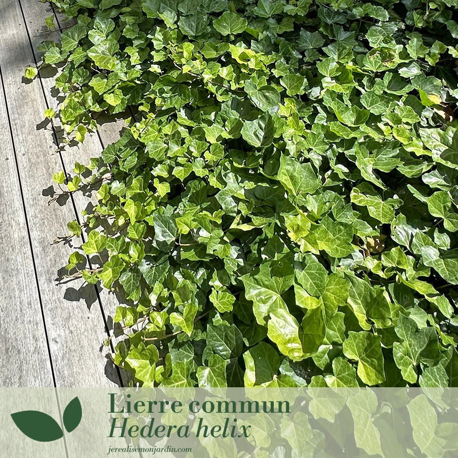 Un jardin dâombre sur votre terrasse