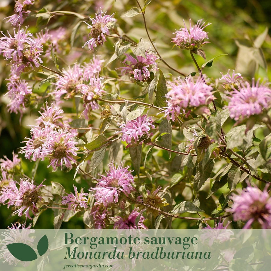 Panache de rose et violet : un jardin tout en douceur et contraste