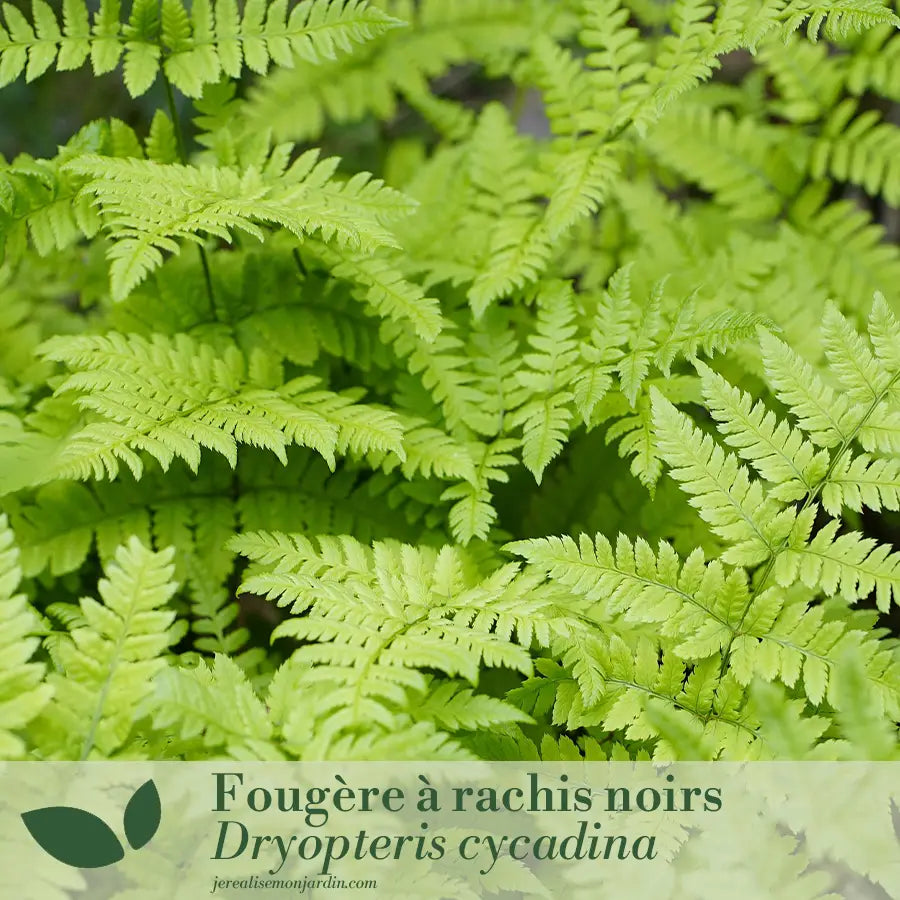 Jardin d'ombre : un écrin de fraîcheur et de lumière